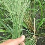 Panicum dichotomiflorum Blatt