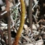 Hemionitis quadripinnata Φύλλο