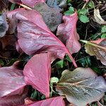 Bergenia purpurascens Levél