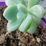 Sedum clavatum 叶