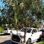 Eucalyptus globulus Habitus