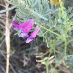 Vicia monantha Blüte