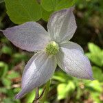 Clematis occidentalis Blüte