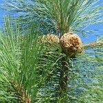 Pinus jeffreyi Blomst