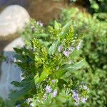 Veronica anagallis-aquatica Hostoa