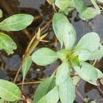 Ludwigia peploides Leaf