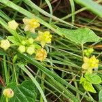 Cynanchum insipidum Blüte