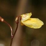 Utricularia minor Blomma
