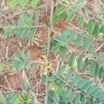 Indigofera suffruticosa Pokrój