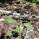 Clarkia rhomboidea عادت