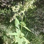 Rumex abyssinicus Lapas