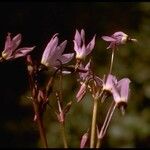 Primula clevelandii Flower