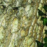 Liriodendron tulipifera Bark