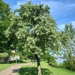 Sorbus aria Habitatea