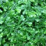 Selaginella stenophylla Хабит