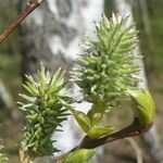 Salix hastata पत्ता