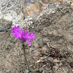 Allium dichlamydeum Fleur