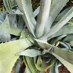 Agave shaferi Листок