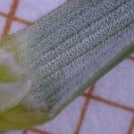 Thinopyrum junceum Ліст