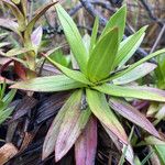 Gentianella dasyantha Yaprak