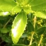 Rubia fruticosa Hoja