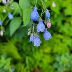 Mertensia paniculata Flower