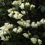 Rhododendron campylocarpum