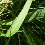 Ranunculus pyrenaeus Yaprak