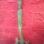 Cereus jamacaru List
