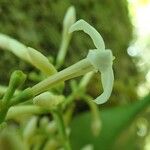 Jasminum mackeeorum