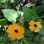 Thunbergia alata Цветок