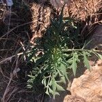 Bidens subalternans Blad