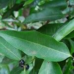 Polysphaeria multiflora Hoja