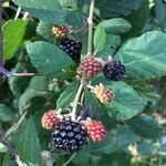 Rubus discolor Fruit