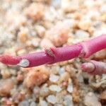 Salicornia procumbens Плід