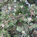 Frankenia pulverulenta Flor