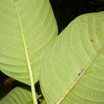 Psychotria luxurians Blatt