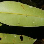 Calophyllum brasiliense Feuille