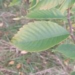 Zelkova carpinifolia برگ