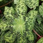 Podophyllum cv. 'Kaleidoscope' Folha