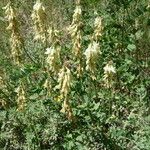 Hedysarum sulphurescens Habit