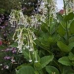 Nicotiana sylvestris 花