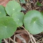 Hydrocotyle verticillata Liść