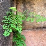 Adiantum raddianum Habit