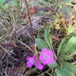 Agalinis purpurea Цветок
