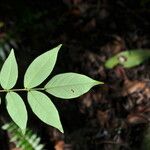 Cnestis polyphylla Folla