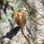Petrorhagia prolifera 果実