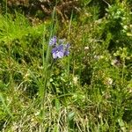 Veronica bellidioides Blomst