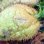Sicyos edulisFruit