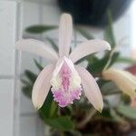 Cattleya lundii Flower